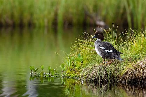 A common goldeneye-Bucephala clangula-Kuhmo-Finland Art Print